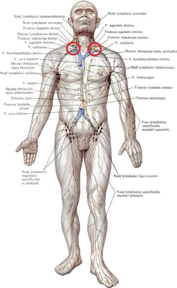 Лимфоузлы человека расположение схема на теле. Анатомия лимфоузлы на теле человека. Синельников лимфатическая система. Схема расположения лимфатических узлов на человеческом теле. Где у женщины расположены лимфоузлы