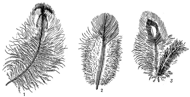 Пуховое перо птицы строение. Строение пухового пера птицы. Перо серой неясыти. Пуховое перо с подписями.