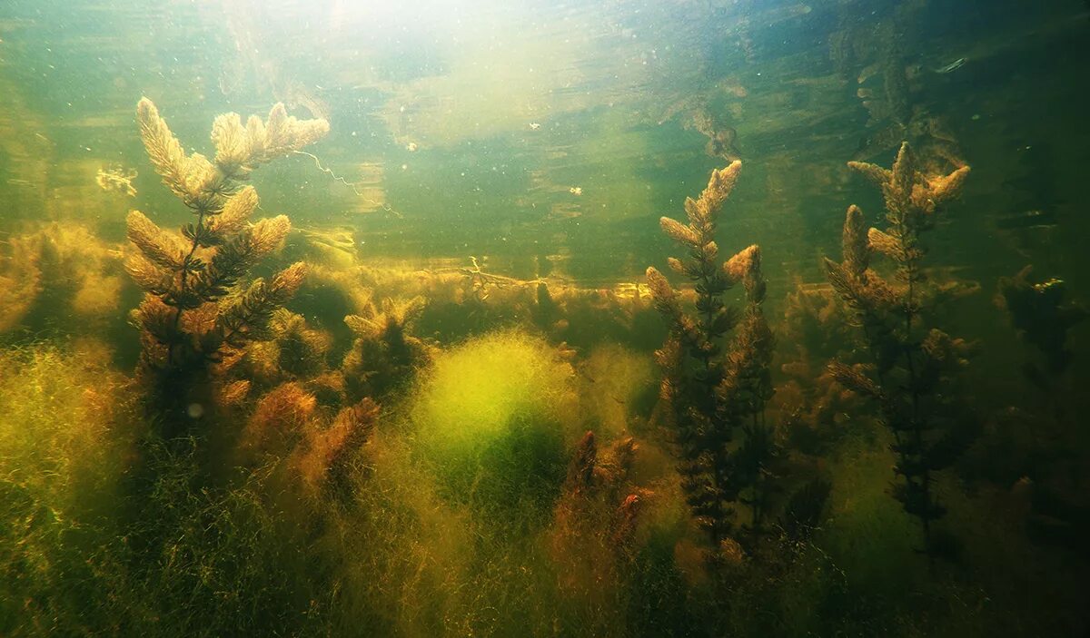 Водоросли в речке. Подводный лес Синявино. Подводные леса из бурых водорослей икра. Подводная охота ночью на озере фото под водой ковер водорослей.