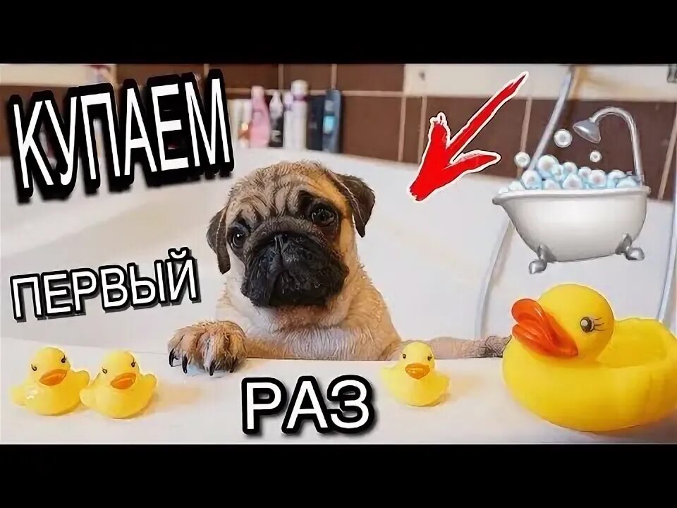 Как помыть щенка в первый