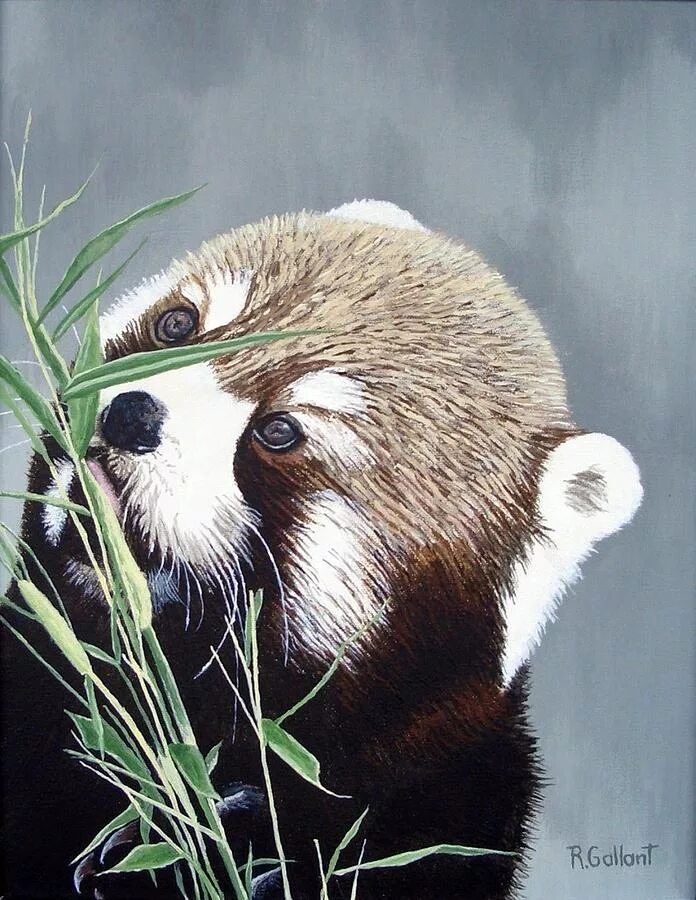 Red panda картины. Панда портрет. Red panda картины. Красная панда раскраска по номерам. Красная панда.