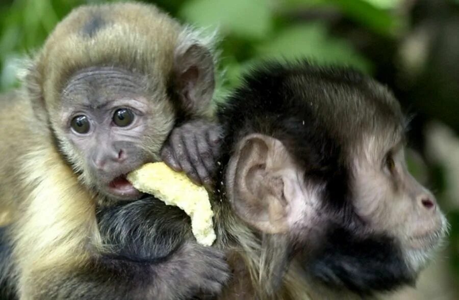 Много обезьянок. Множество обезьян. Ревун животное. Примат 8. Обезьяна примат.
