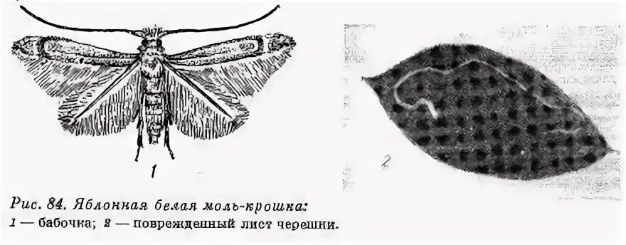 Строение моли. Моль схема. Яблонная белая моль-крошка. Внутреннее строение моли.