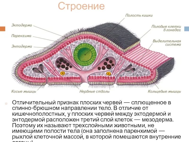 Полость тела плоские круглые кольчатые. Тип плоские черви кожно-мускульный мешок. Строение кожно мускульного мешка. Тип круглые черви кожно-мускульный мешок. Кольчатые черви кожно-мускульный мешок.
