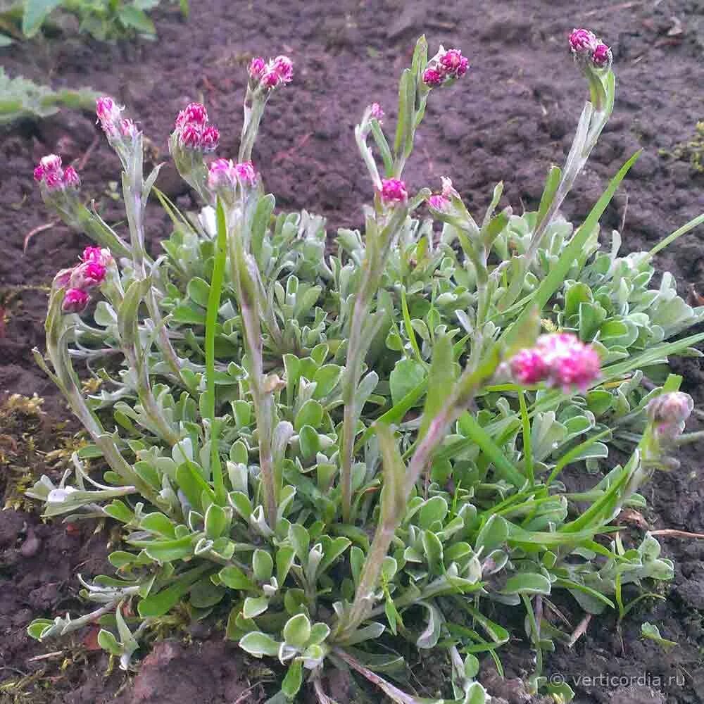 Антеннария (Кошачья лапка) Alba. Кошачья лапка (Antennaria dioica). Антеннария двудомная Кошачья лапка. Какая кошачья лапка