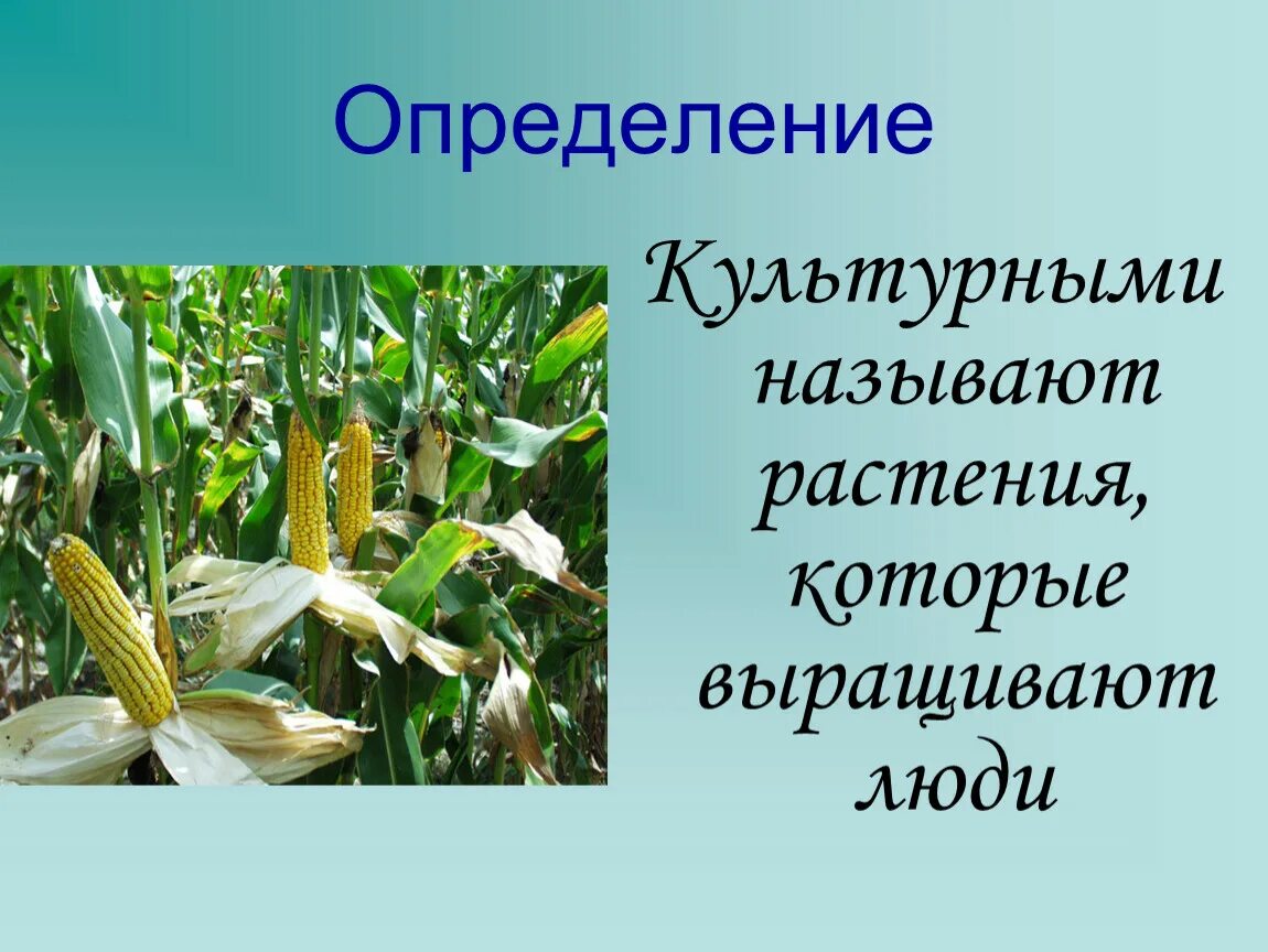 Растения которые люди специально выращивают носят название. Растения которые выращивает человек. Растения которые выращивает человек называются. Растения которые выращивают люди называют. Растения которые которые люди выращивают.