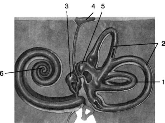 Лабиринт улитки уха. Строение костного Лабиринта внутреннего уха. Перепончатый Лабиринт внутреннего уха. Костный Лабиринт полукружные каналы ножки. 1. Клиническая анатомия улитки внутреннего уха..