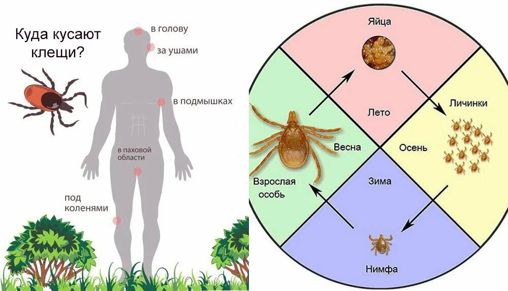 Клещ куда. Куда чаще всего кусают клещи человека.