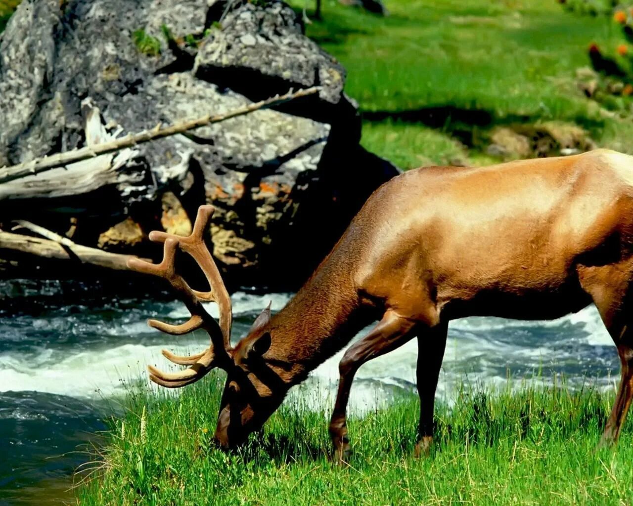 Wild life 4. Маралы горный Алтай. Оленьи ручьи Лось. Баргузинский заповедник Лось. Парнокопытные Оленевые.