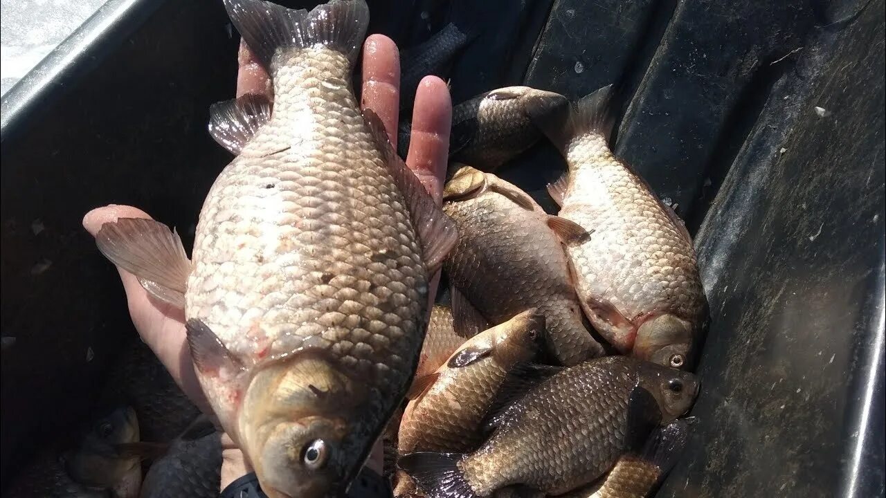 Лов карася. Ловится сейчас карась. Ловится сейчас карась. Карась ночью. Карась весной.