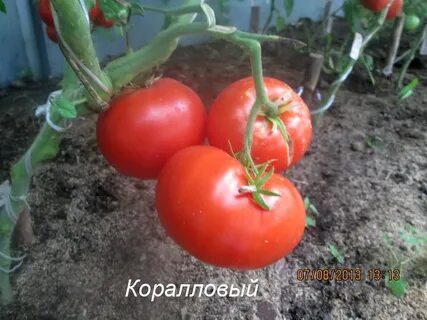 Томат коралловый отзывы