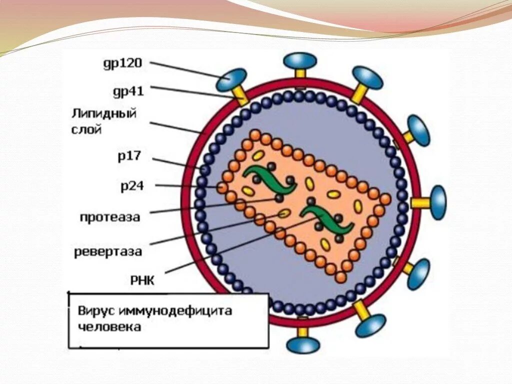 P24 вич 2. Структура вируса иммунодефицита человека ВИЧ 1 ВИЧ 2. Структура вируса СПИД. Структура вируса ВИЧ. Строение вируса СПИДА.