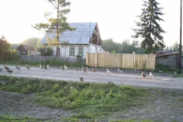 село кожурла убинского района новосибирской области. село раисино убинского района новосибирской области. село раисино убинского района. раисино убинского района. раисино убинского района новосибирской области.