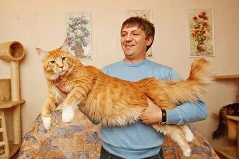 Мейн кун кастрировать кота