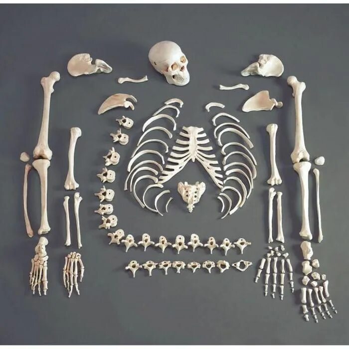 Человеческие кости. Скелет человека. Кости человеческого скелета. Человек из костей.