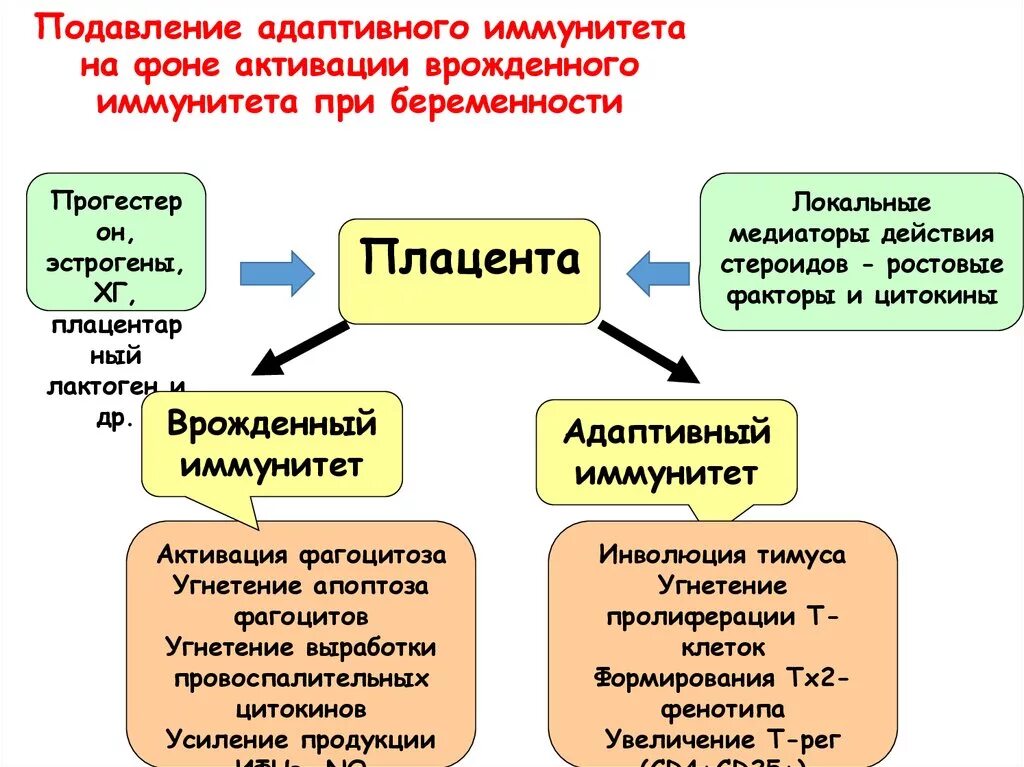 Иммунная супрессия. Иммунитет при беременности. Изменение иммунитета при беременности. Изменения иммунной системы при беременности. Иммуная система пои бере.