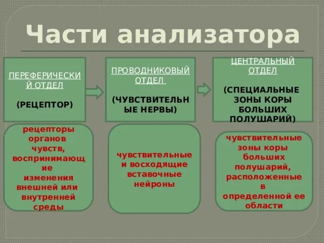 Части анализатора биология. Составные части анализатора. Три составные части анализатора. Назвать составные части анализатора.. Составные части анализатора 3 компонента.