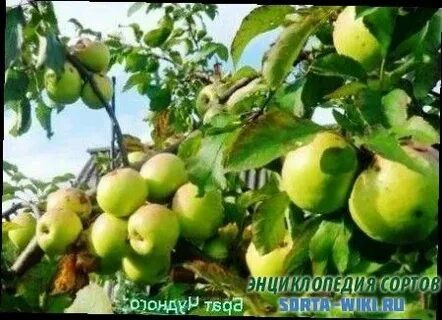Яблоня брату