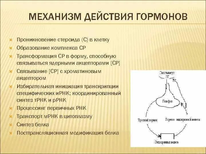 Специфическое действие гормонов заключается в том. Механизм действия гормонов. механизм действия гормонов проникающих в клетку. механизм воздействия гормонов на клетки. механизм действия гормонов не проникающих в клетку.