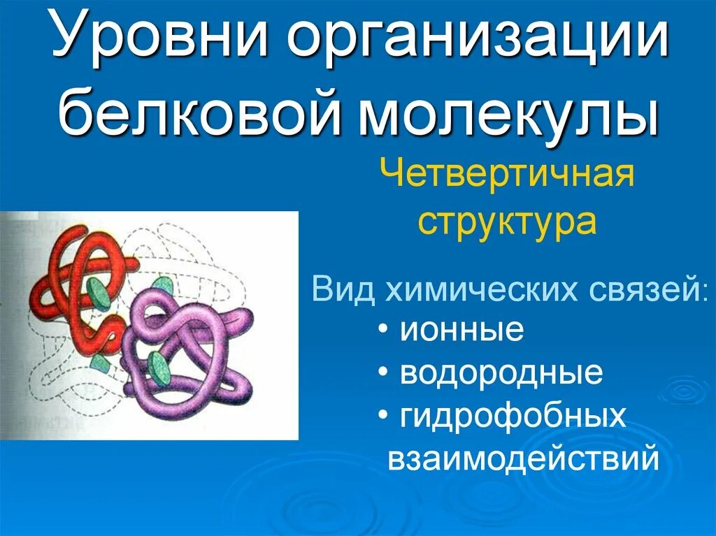 В организации белковых. Четвертичная структуры белковых молекул белков. Строение белков функции белков. Строение белковой молекулы. Белки,структура белков, функции белков..