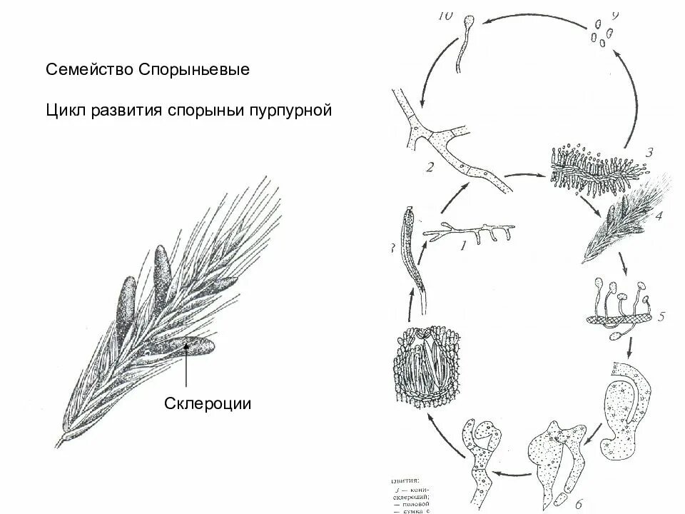 Как происходит размножение и развитие головней