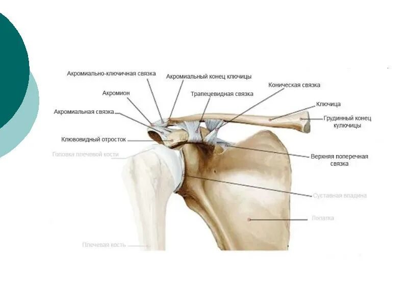 Соединение костей лопатки. Акромиально-ключичный сустав анатомия строение. Акромиально-ключичное сочленение плечевого сустава анатомия. Плечевой сустав анатомия строение кости. Суставная капсула плечевого сустава анатомия.