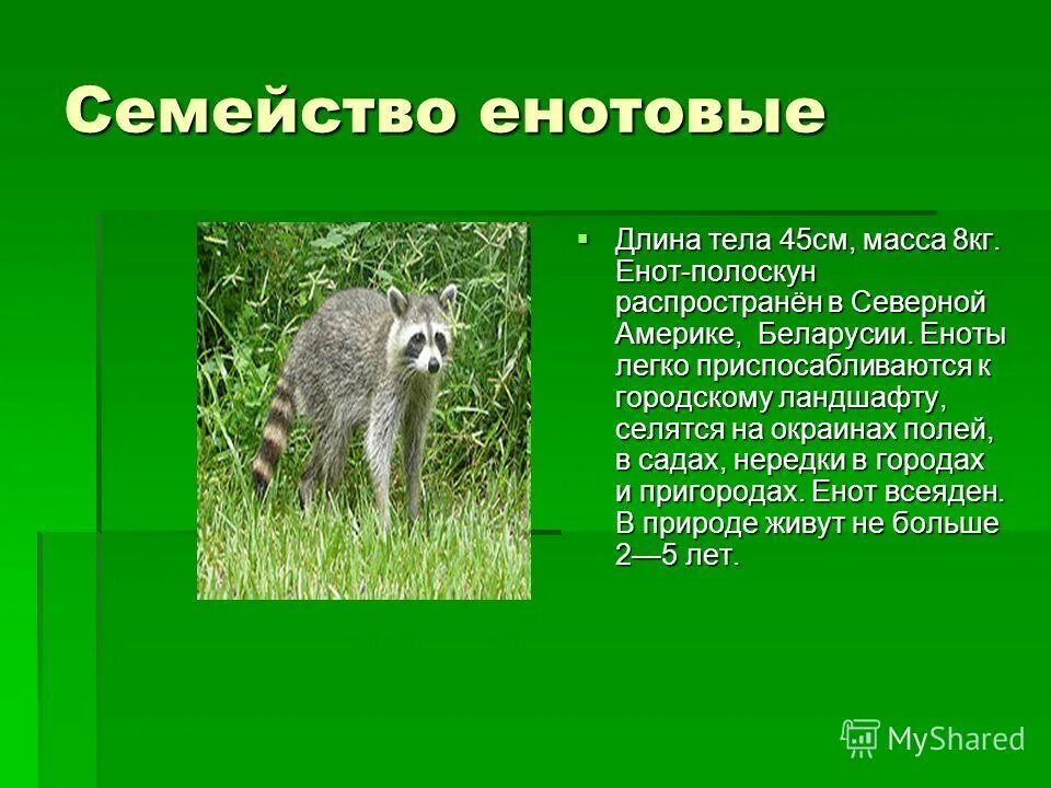 Лев способ питания. Лев способ питания