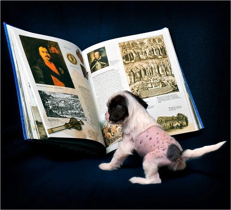 Большая иллюстрированная энциклопедия книга. Страничка собак. Собака лабрадор. Страничка собак. Презентация щенков.