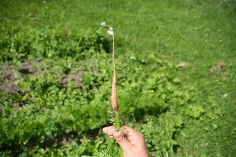 Как быстро взойдет морковь
