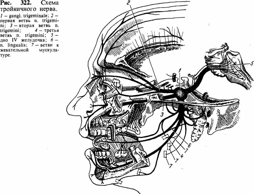 Тройничный нерв (n. trigeminus). 2 Ветвь тройничного нерва. Нейроваскулярный конфликт тройничного. Ветви тройничного нерва схема.