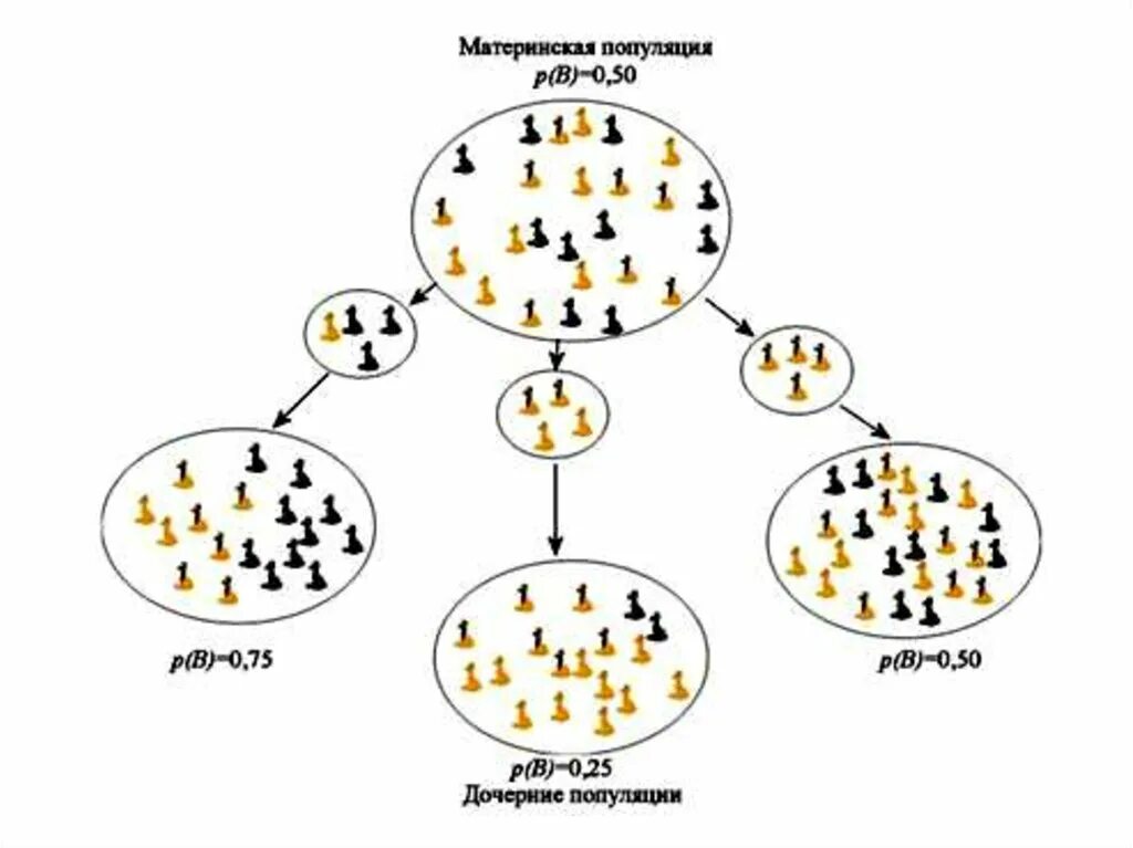 Дрейф генов приводит в популяции. Дрейф генов эффект основателя. принцип основателя. принцип основателя в биологии. дрейф генов в популяции.