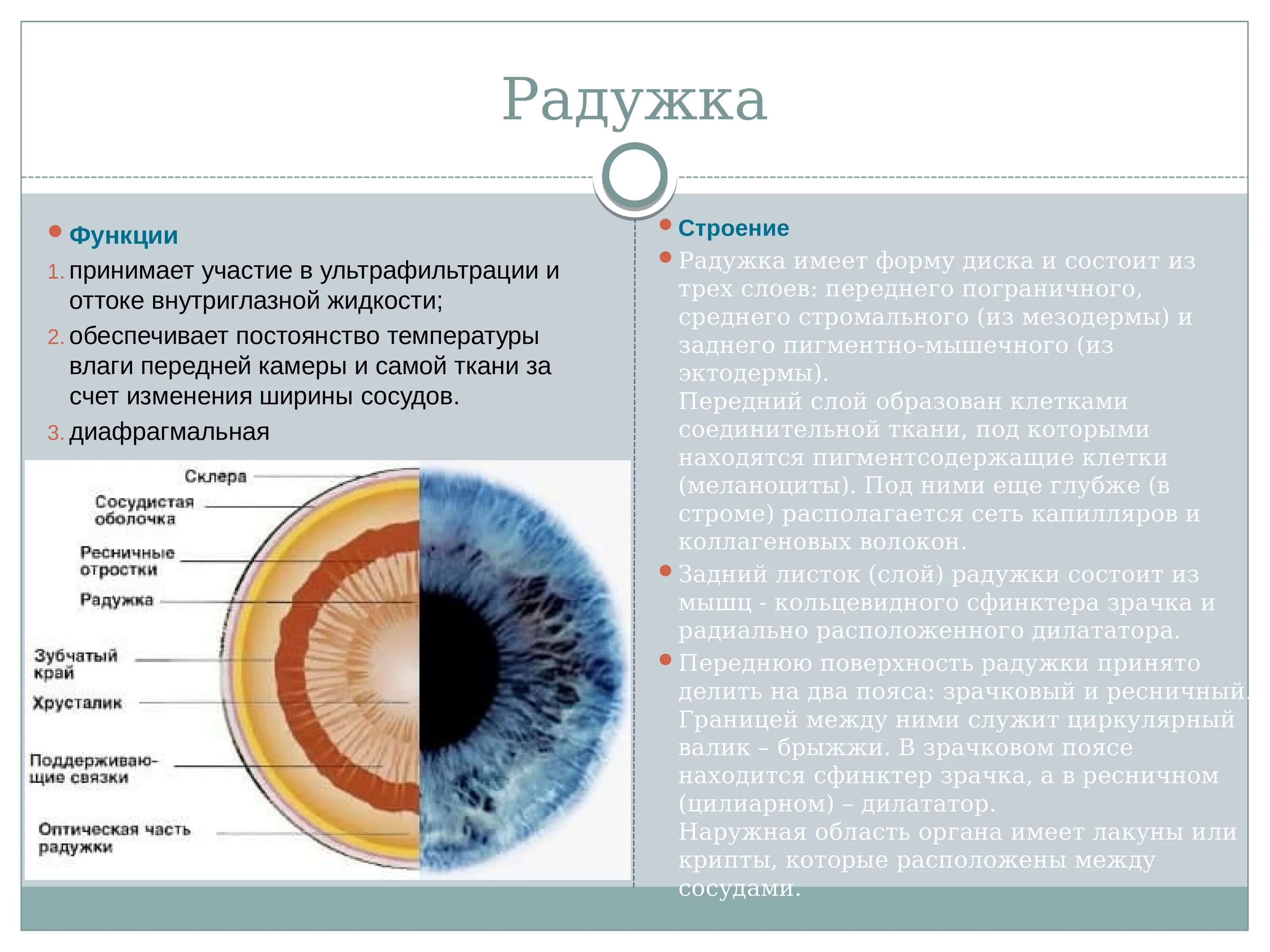 Расширение зрачка какой отдел. Строение глаза радужка оболочка. Радужная оболочка глаза строение и функции. Радужная оболочка строение и функции. Строение глаза зрачок радужка.