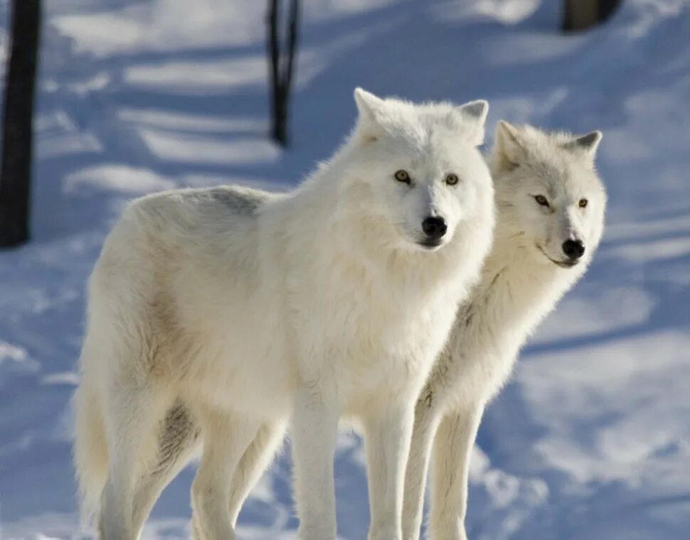 Şaşırtıcı Sibirya Kurdu Husky Köpek Özellikleri -- Beklenmedik Yönlerini Keşfet!