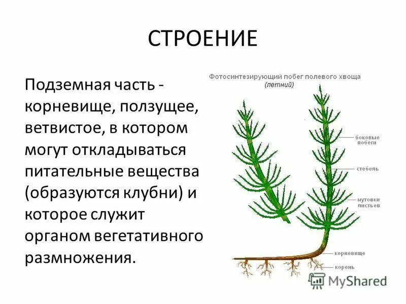 Строение побега хвоща. Размножение хвощей. Летний побег хвоща. Корневище у хвощевидных.