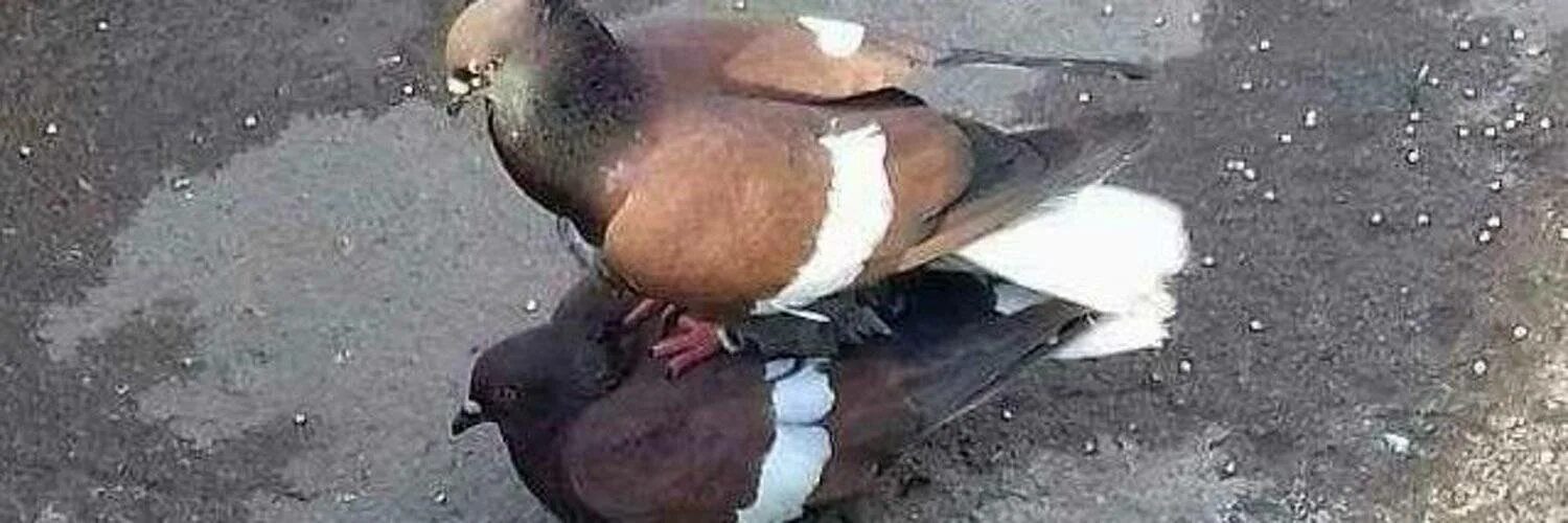 Размножение птиц видео