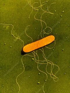 Методы выявления бактерий listeria monocytogenes