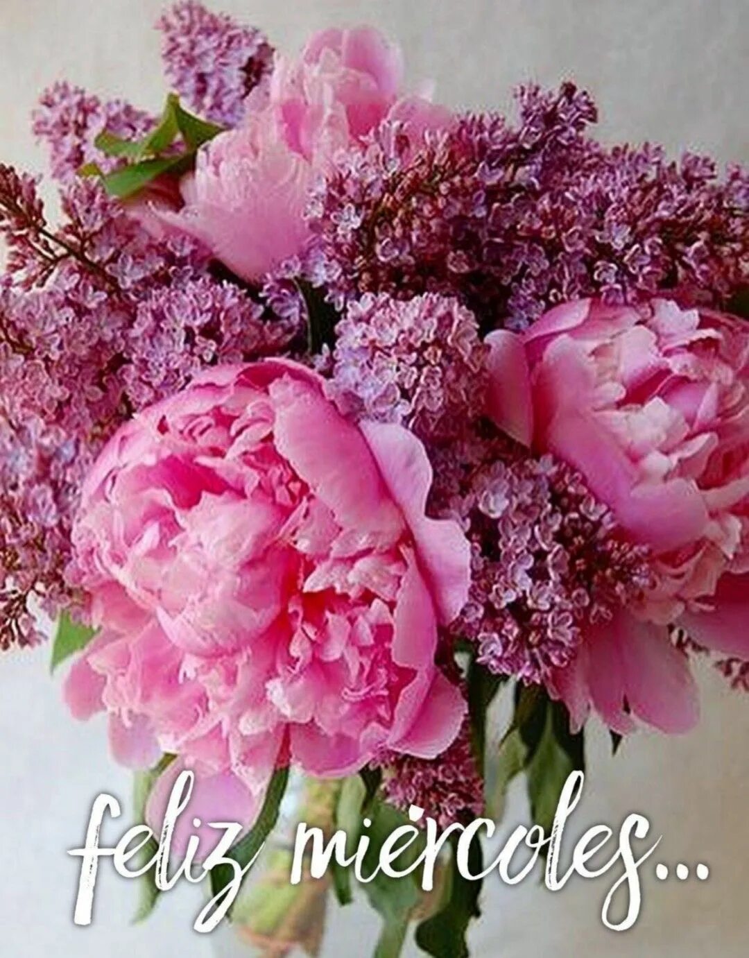 Pin on Flowers Flowers, Rose, Plants