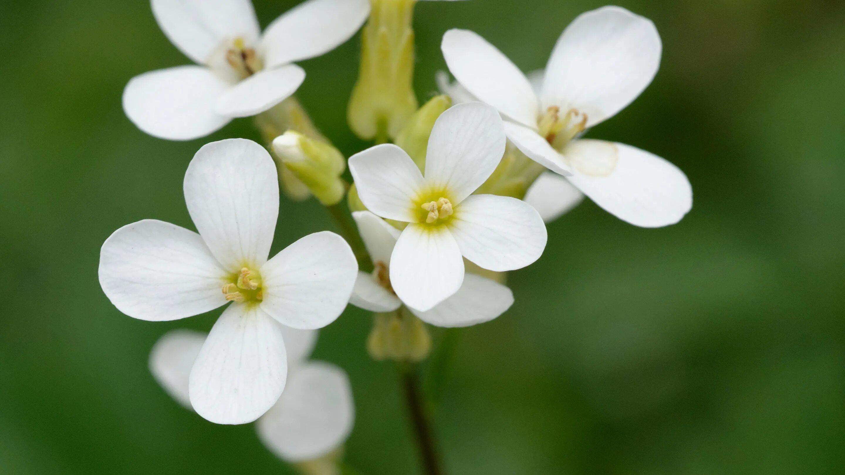 Резуховидка Таля. Арабидопсис Талиана. Резушка Таля (Arabidopsis thaliana). Арабидопсис растение.