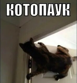 Вам поможет кот