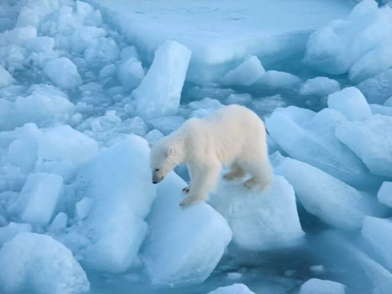 На льдах какого залива обитают белые. Харасавэй белые медведи. Остров Врангеля белые медведи. Белый медведь на Ямале. Таяние ледников белые медведи.