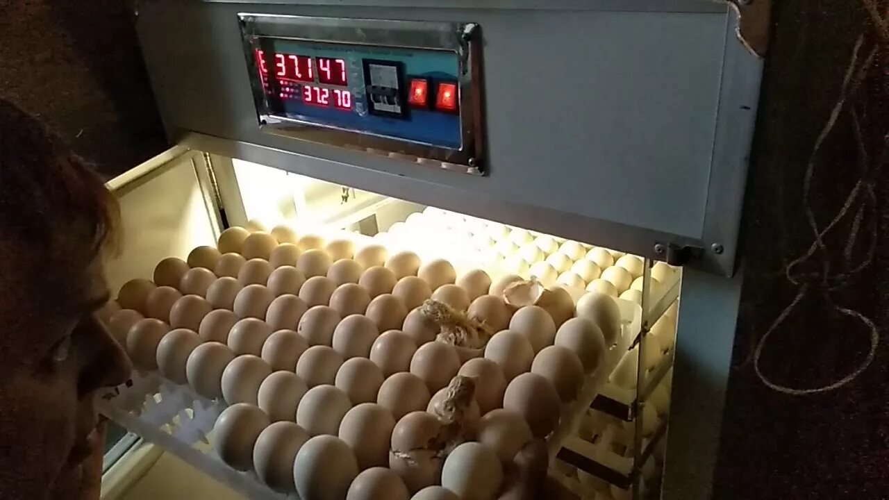 Последние дни инкубации яиц. Инкубация перепелиных яиц овоскопирование. Овоскопирование гусиных яиц. Наклев яиц в инкубаторе. Миражирование яиц в инкубаторе.