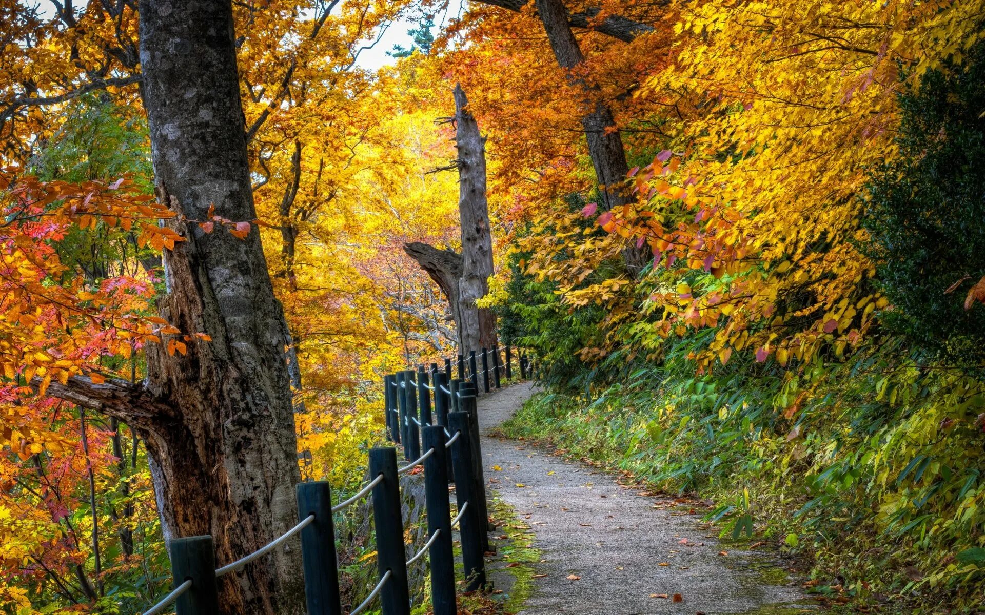 Осенние пейзажи осени. Осенний пейзаж. Осенний парк. Природа осень. Осенний лес.