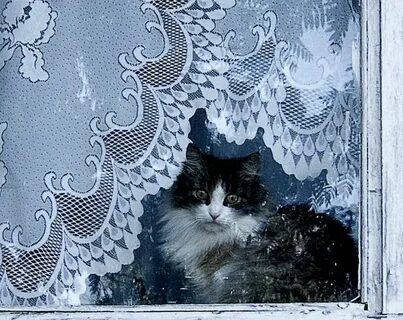 Кот окно занавеска
