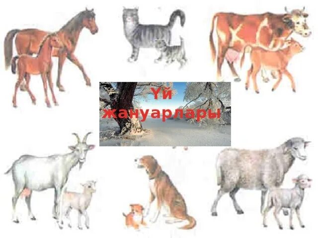 Үй жануарлары картинки для детей. Балаларға арналған суреттер жануарлар. Балаларға арналған суреттер жануарлар. Көрнекілік. Үй жануарлары тех карта.