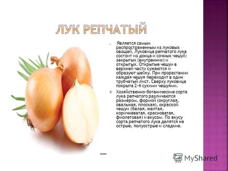 Витамины содержащиеся в луке репчатом. Витамины содержащиеся в луке репчатом