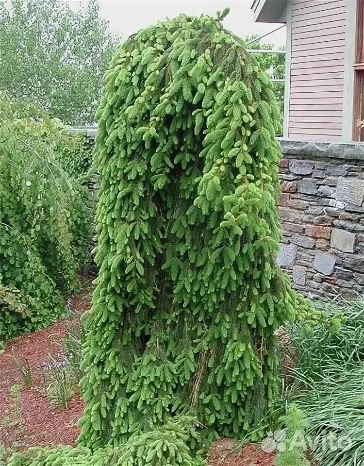 Ель обыкновенная picea abies inversa. Лиственница европейская пендула. Лиственница европейская семена. Плакучие хвойные. Ель инверса пендула.