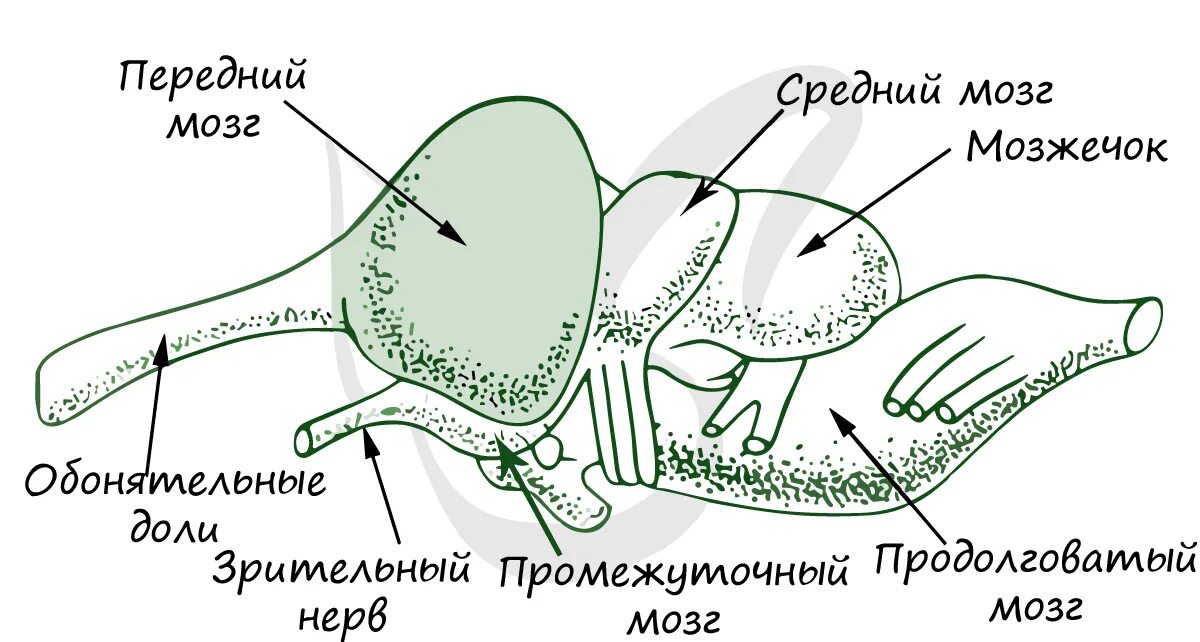 Развитие мозжечка у земноводных. Головной мозг рептилий. Строение мозга рептилий. Строение мозга ящерицы. Мозг пресмыкающихся.