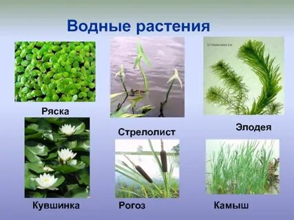 Преобладающая форма растений