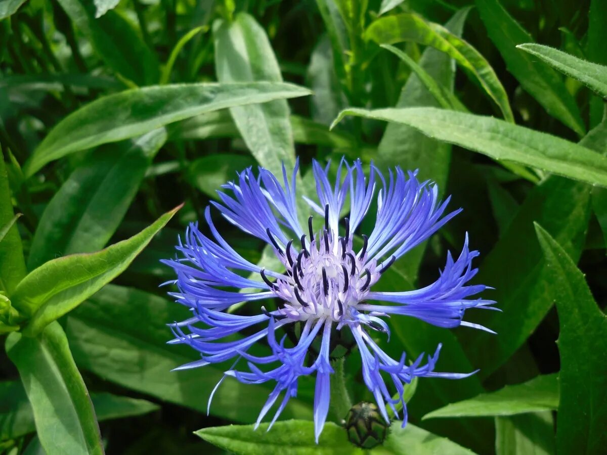 Василек сорта. Василек горный (Centaurea Montana). Многолетний Василек крупноголовый синий. Многолетний Василек садовый синий. Василек горный синий.