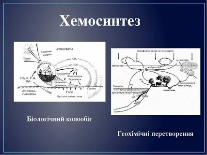 Хемосинтез процесс
